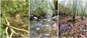 La UAL suma a un estudio internacional pionero sobre las consecuencias de las actuaciones forestales, en particular en los bosques tropicales