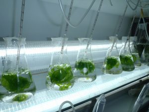 La UAL y el Instituto Español de Oceanografía desarrollan nuevos piensos para acuicultura a base de algas y probióticos