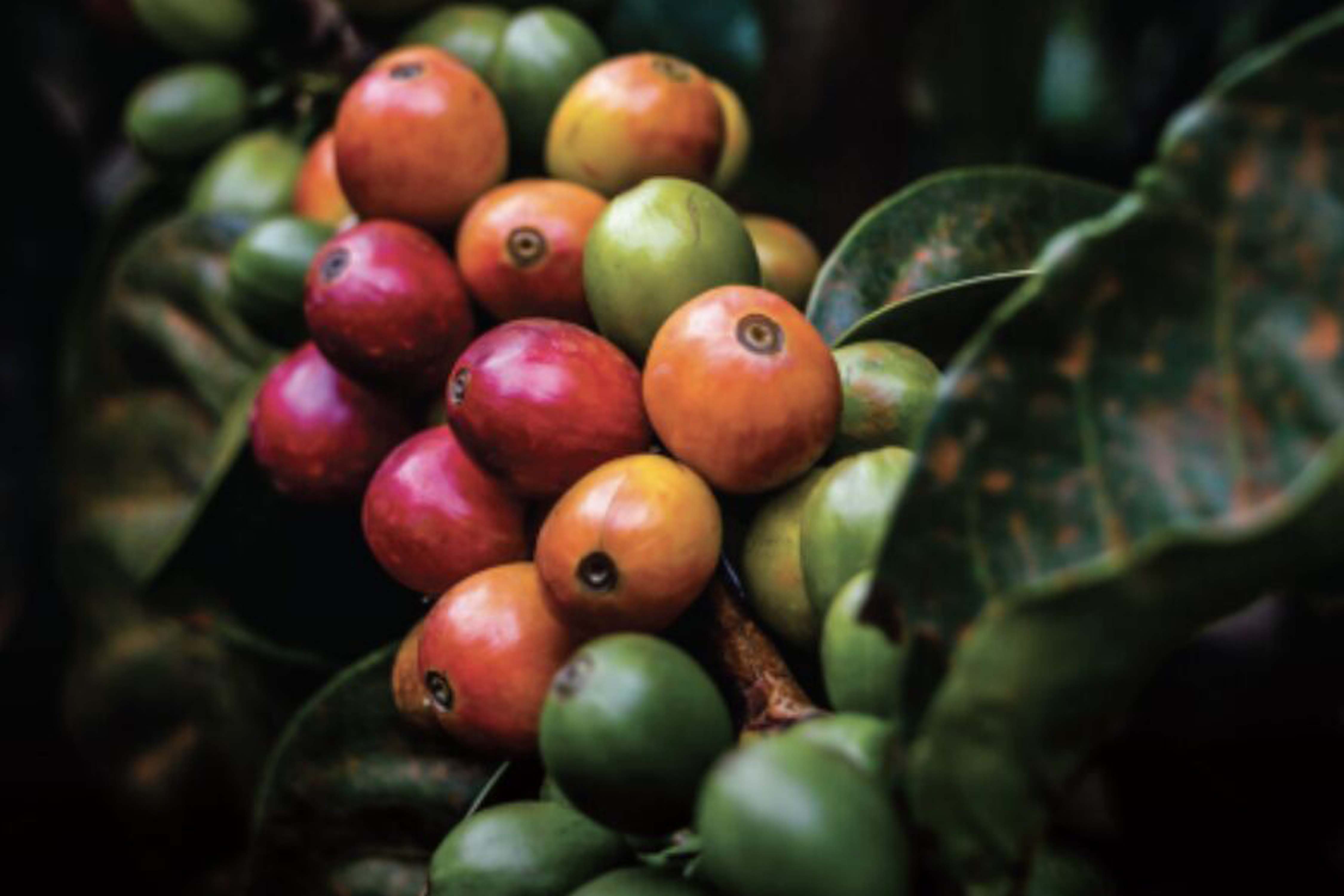 Descifran el genoma del café Arábica y revelan el origen de la especie y de su cultivo