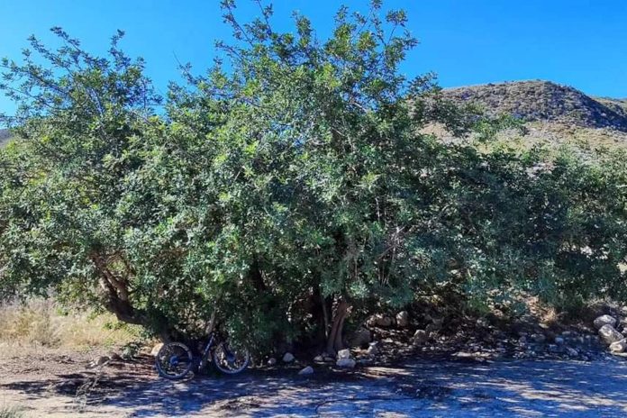 La UAL arranca un proyecto que pone en valor el algarrobo para mitigar los efectos del cambio climático