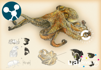 Illustraciencia 12